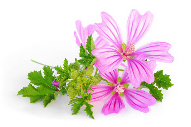 Mallow flower freshness Close-up shot of purple Mallow flower, wild plant, isolated on white background. Metaphor of purity, freshness and beauty in nature, design element in bouquet with some bud and leaf. malva stock pictures, royalty-free photos & images