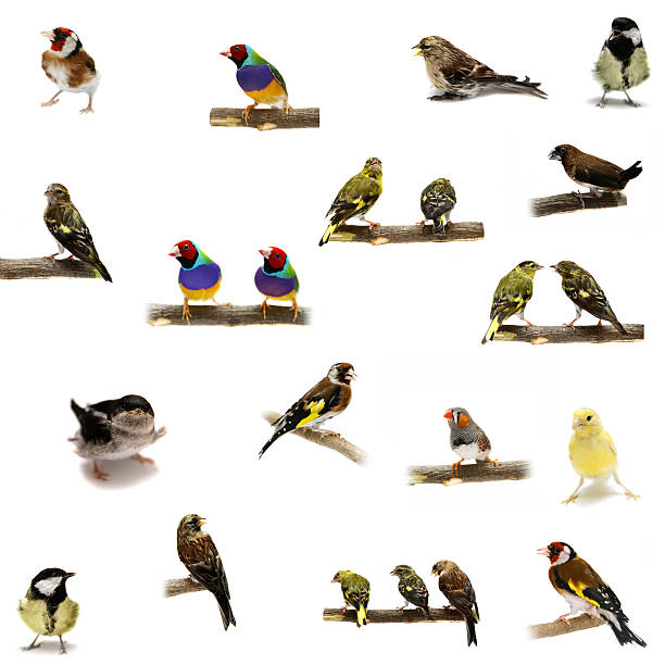 istock Group of small birds on white 502349823