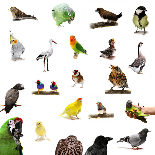 istock Group of birds on white 502349827