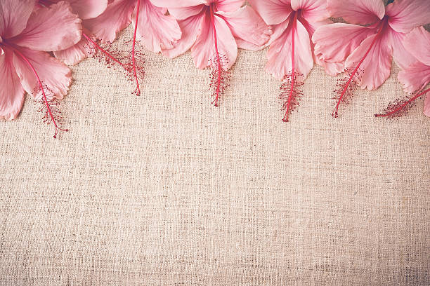 istock Pink Hibiscus flowers on linen, copy space background 502350314