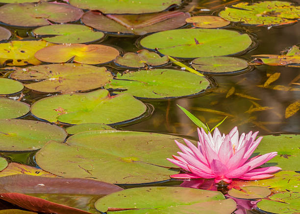 istock Purple Water Lily 502350793