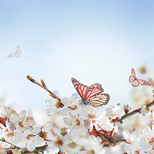 istock Apricot flowers in spring 502351189