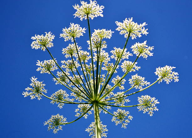 istock Flowerses Altaya 502351685
