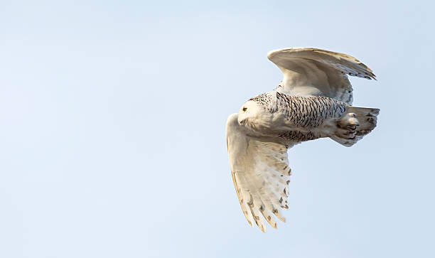 istock Snowy Owl in flight, Bubo scandiacus, Bird in Canada 502351866