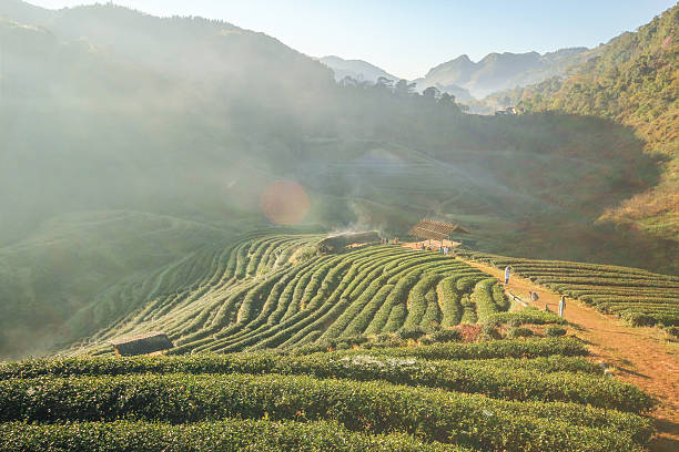 istock Tea farm, Doi Angkhang mountain, Chiangmai, Thailand 502352042