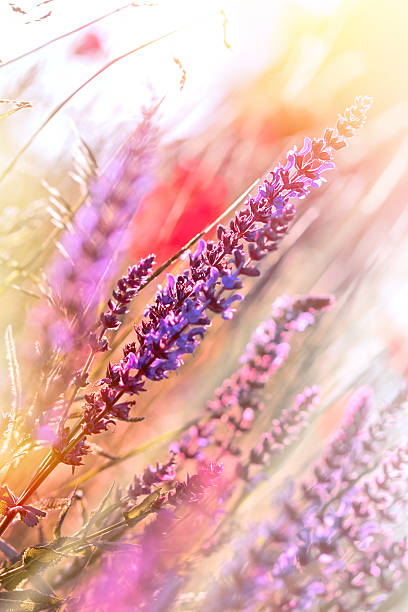 istock Beautiful, gentle purple flower 502352109