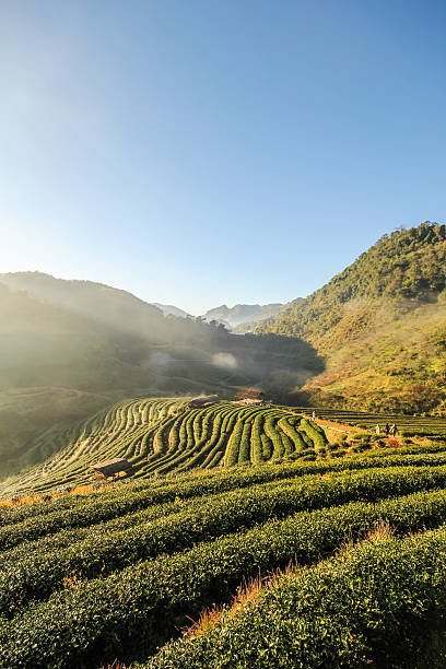 istock Tea farm, Doi Angkhang mountain, Chiangmai, Thailand 502352148