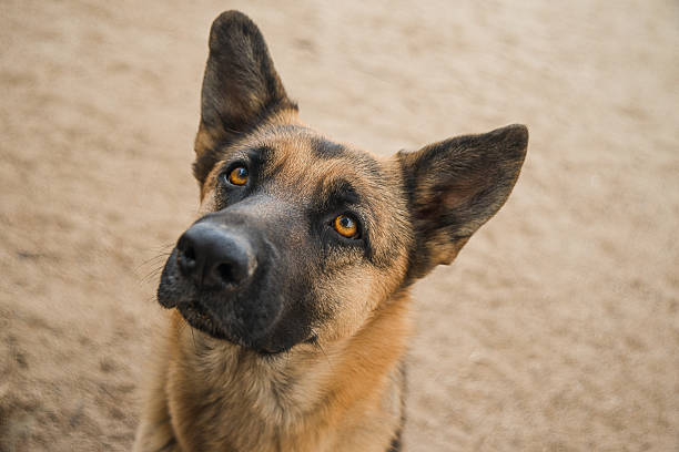 pastor alemán - german sheppard fotografías e imágenes de stock