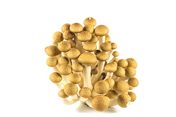 istock brown beech mushroom isolated on white 502352715