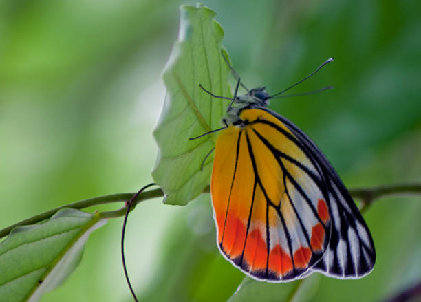istock butterfly fly in morning nature 502352885
