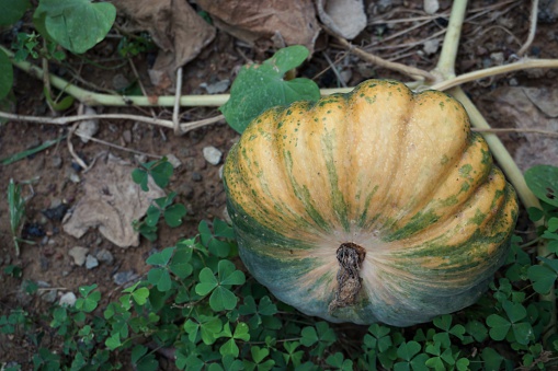 close up pumpkin in the vegetable garden in Thailand