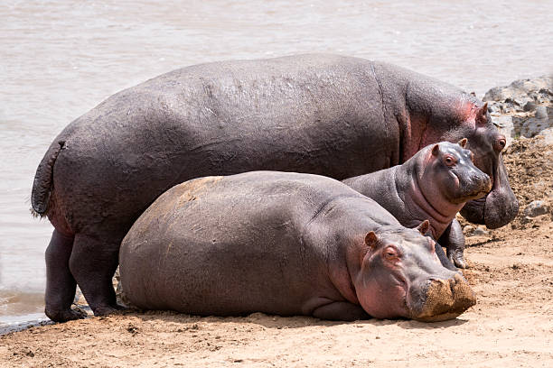 Animals In The Wild Overweight Young Animal Hippopotamus Stock Photos, Pictures & Royalty-Free Images - iStock Animals In The Wild Overweight Young Animal Hippopotamus Stock Photos, Pictures & Royalty-Free Images - iStock