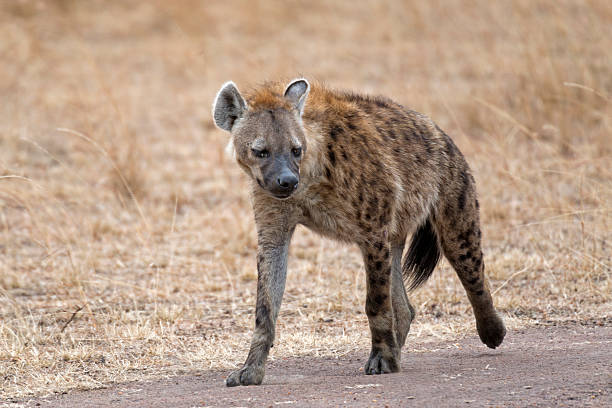 istock hyena walking along country road 502353055