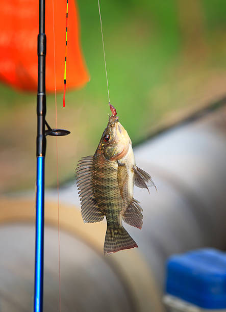 istock thai nile fishing fish 502353198