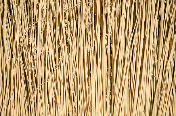 istock Close-up of a Brrom 502354028