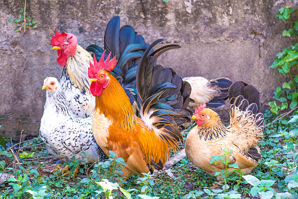 istock chicken family 502354912