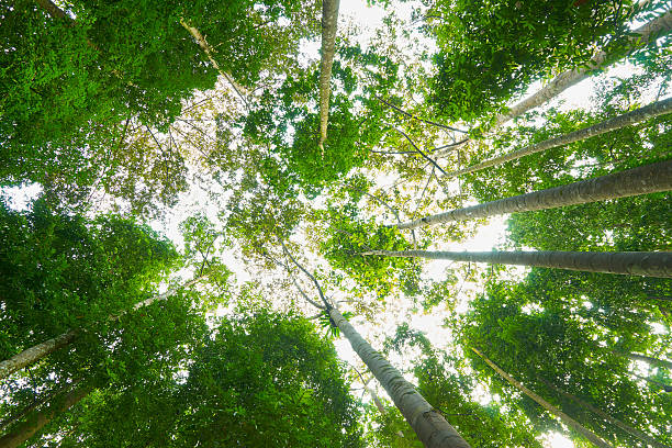 istock Low angle view of the forest to the sky 502355352