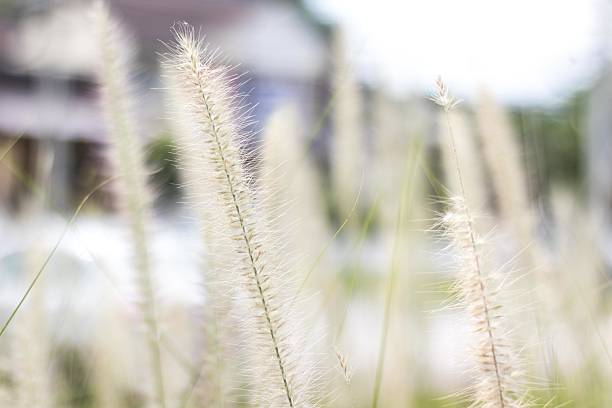 istock Grassland in Morning 502355620