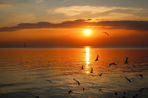 istock Seagull flying in the sky with sunset 502356766