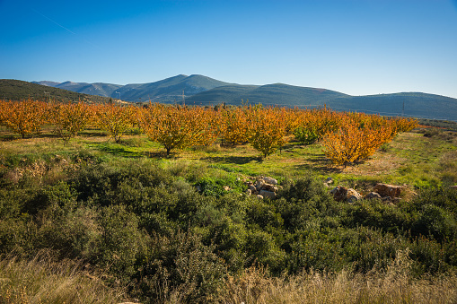 Fruit trees in autumn on a hillside in Peloponnese in Greece