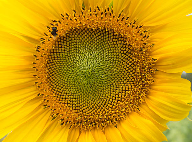 istock Closeup of Sunflower 502357310