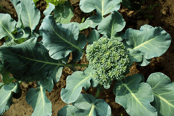 blumenkohl brokkoli pflanze wächst im gemüsegarten. - broccoli stock-fotos und bilder