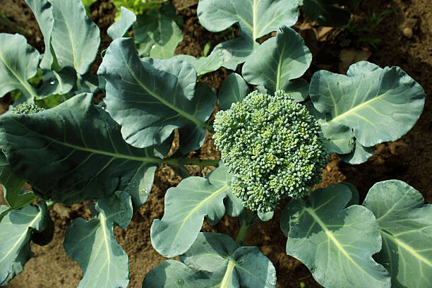 Cauliflower broccoli plant growing in a vegetable garden. Cauliflower broccoli plant growing in a vegetable garden. broccoli stock pictures, royalty-free photos & images