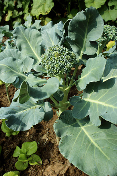 istock Cauliflower broccoli plant growing in a vegetable garden. 502359142