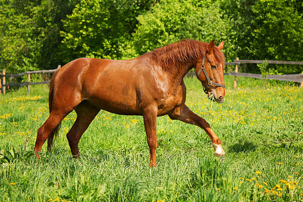 istock The horse in the herd 502360334