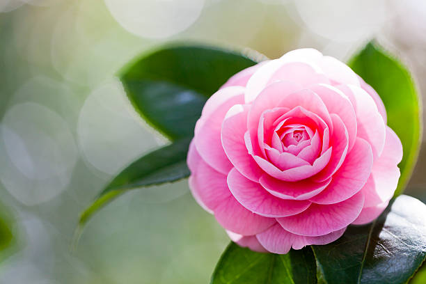 różowy camellia z rano światło słoneczne - camellia day nobody single flower zdjęcia i obrazy z banku zdjęć