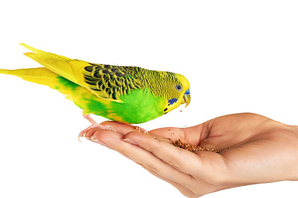 istock Budgerigar. Parrot isolated on white background. 502362058
