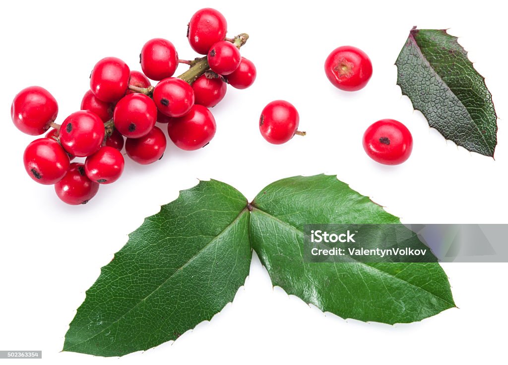 European Holly leaves and fruit. European Holly (Ilex) leaves and fruit on a white background. Mistletoe Stock Photo