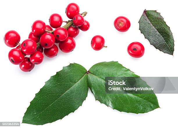 European Holly Leaves And Fruit Stock Photo - Download Image Now - Mistletoe, Berry Fruit, Christmas