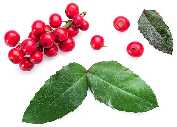 Photo of European Holly leaves and fruit.