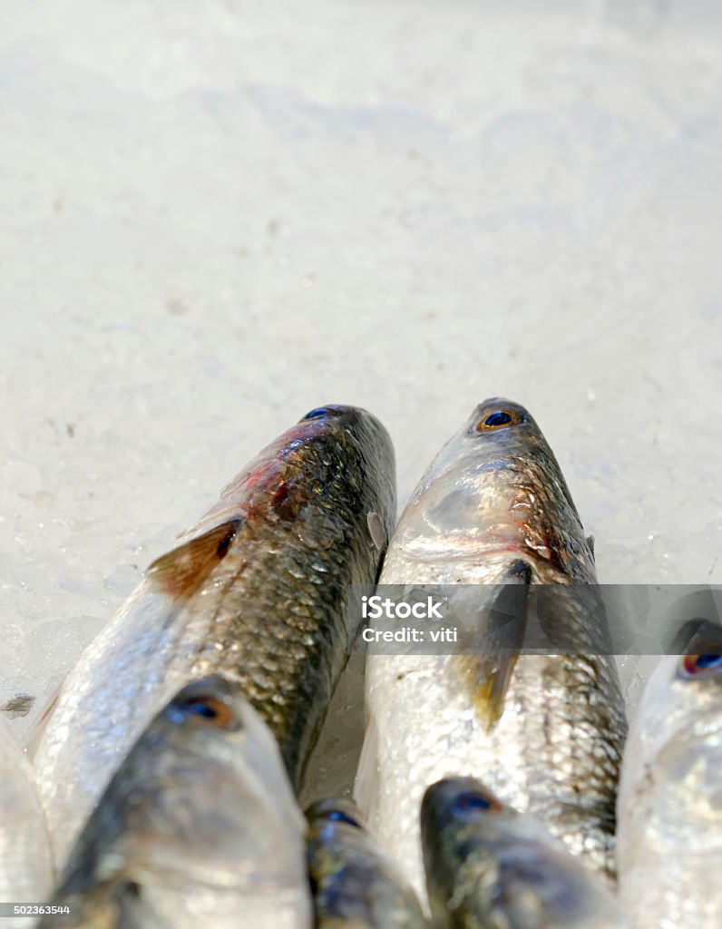 sea mullet detail of sea mullet in a fish market 2015 Stock Photo