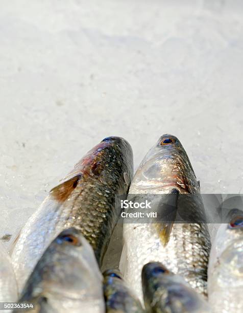 Sea Mullet Stock Photo - Download Image Now - 2015, Animal, Animal Body Part