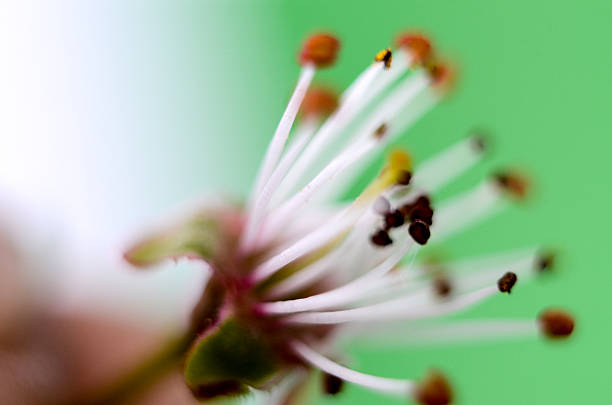 Picture of a Beautifull subtle colors of a stamens, macro,