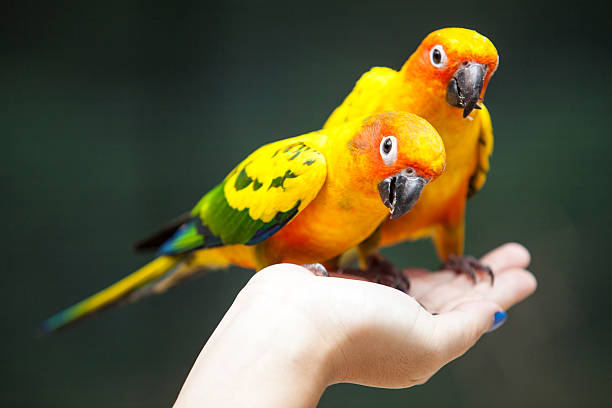 istock sun conure in hand very tame 502375639