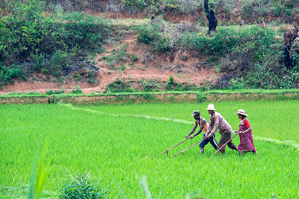 Ambalavao, Madagascar - November 10, 2013: Three people (two males and one femaley) are working with a wooden tool on green fields with fresh rice in Southern Madagascar.