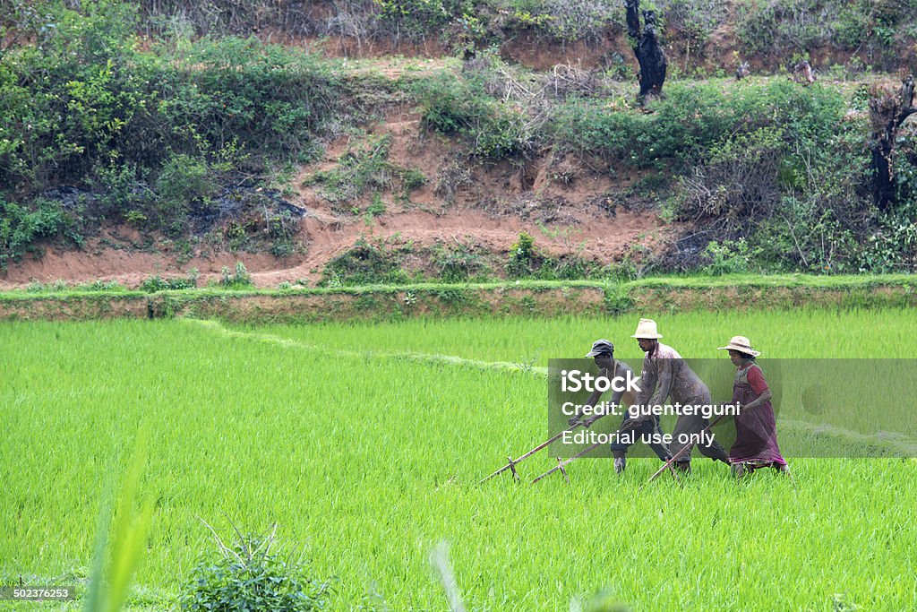 Farmers working on rice fields in Madagascar Ambalavao, Madagascar - November 10, 2013: Three people (two males and one femaley) are working with a wooden tool on green fields with fresh rice in Southern Madagascar. Africa Stock Photo