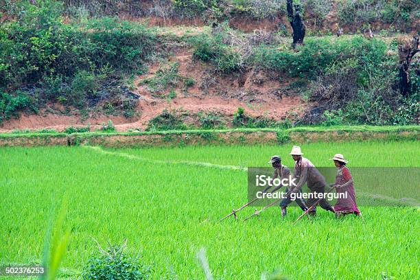 Farmers Working On Rice Fields In Madagascar Stock Photo - Download Image Now - Africa, Agriculture, Farmer