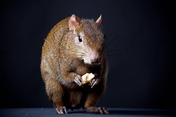 Central American agouti on black Central American agouti, Dasyprocta punctata, on black background dasyprocta stock pictures, royalty-free photos & images
