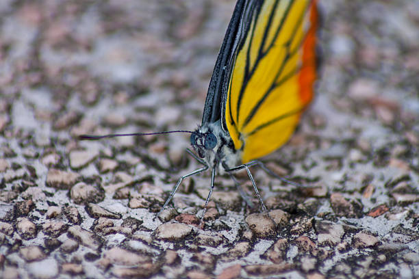 istock butterfly fly in morning nature 502376841