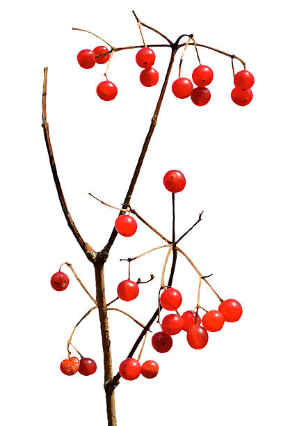 istock Berries of arrow-wood 502376911