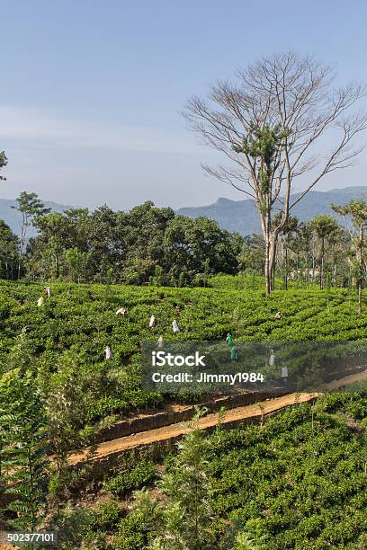 Green Tee Terrasses In Sri Lanka Stock Photo - Download Image Now - Agricultural Field, Agriculture, Asia