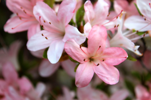 Photo showing a cluster of pink flowers on an old azalea bonsai (dwarf rhododendron).  This variety of satuski azalea is known as 'Nikko'.