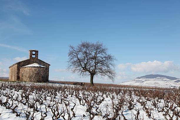 Winter landscape in Beaujolais, France Winter landscape in Beaujolais with Mont Brouilly, France beaujolais region stock pictures, royalty-free photos & images