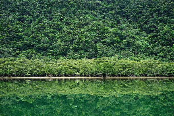Untouched Mangrove forest of Yaeyama-gun in tropical Japan reflects in a calm green jungle river