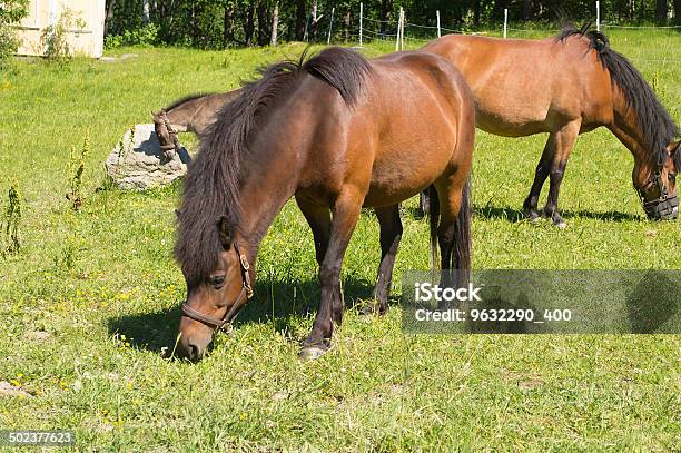 Photo libre de droit de Chevaux Dans Un Pâturage Dété banque d'images et plus d'images libres de droit de Agriculture - Agriculture, Aliment, Brouter