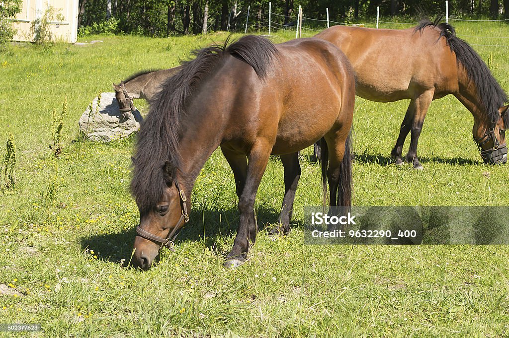 Cavalli in un pascolo estivo - Foto stock royalty-free di Agricoltura